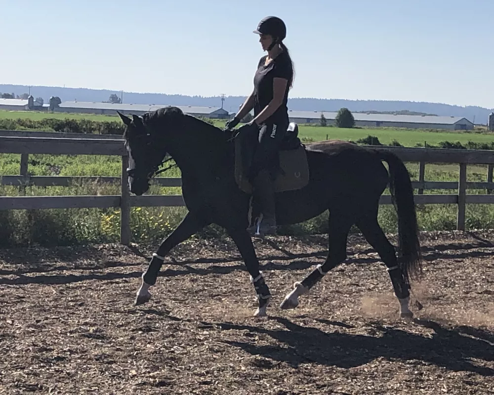 5 yr old mare currently training 2nd Level