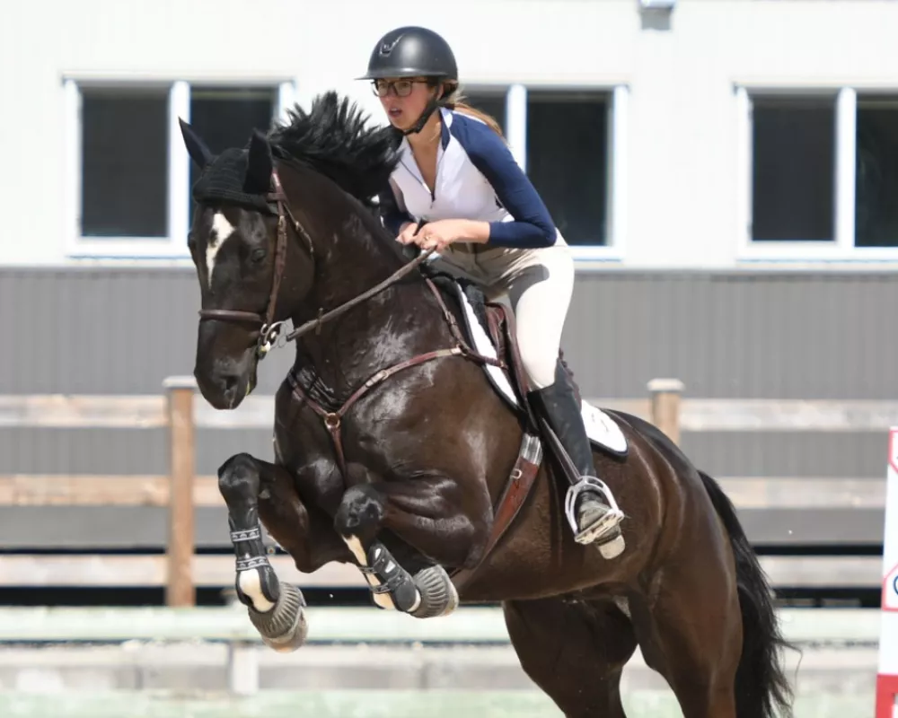 6 yr old gelding currently competing 1.15m