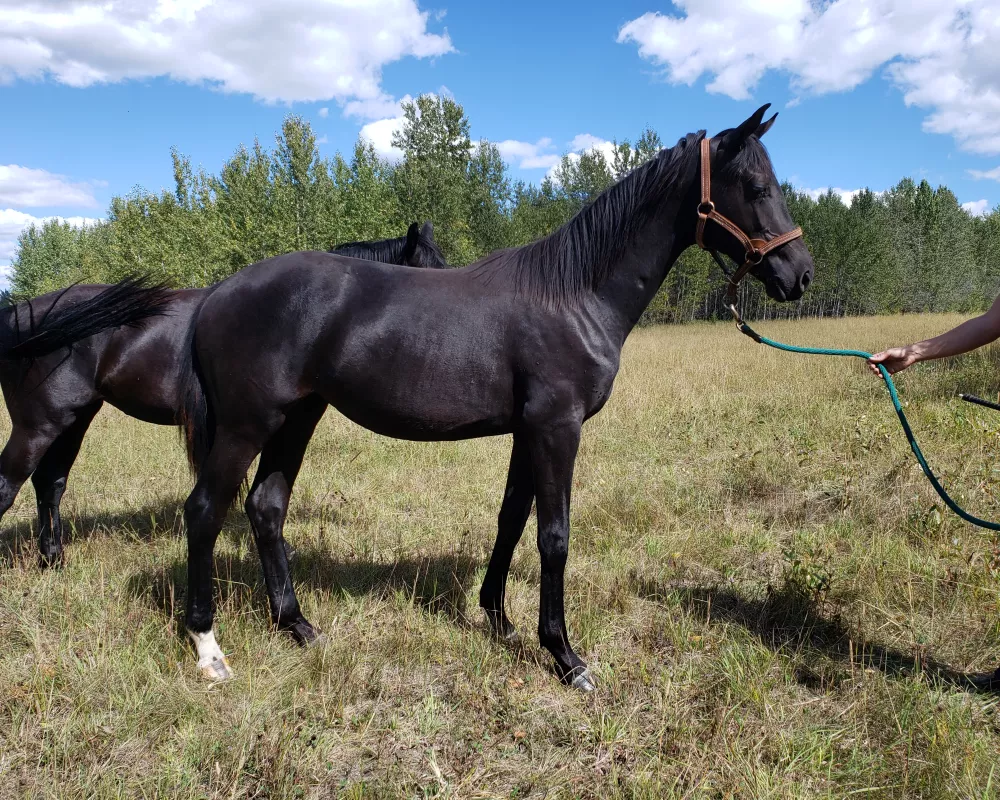 Dreams yearling foal (2020)- exceptionally long-legged, uphill conformation