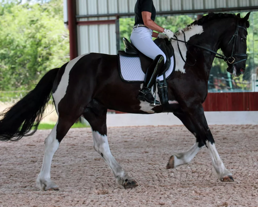 Fabian has been in several clinics with top dressage trainers