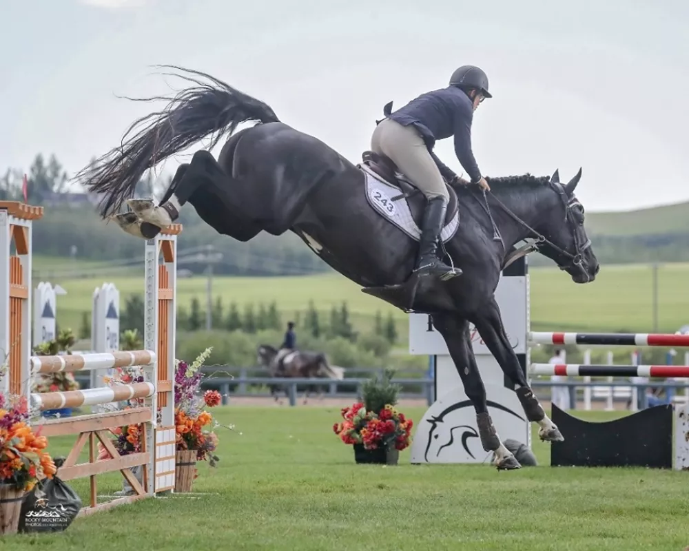 Jethro Tull KWPN Jumper stallion