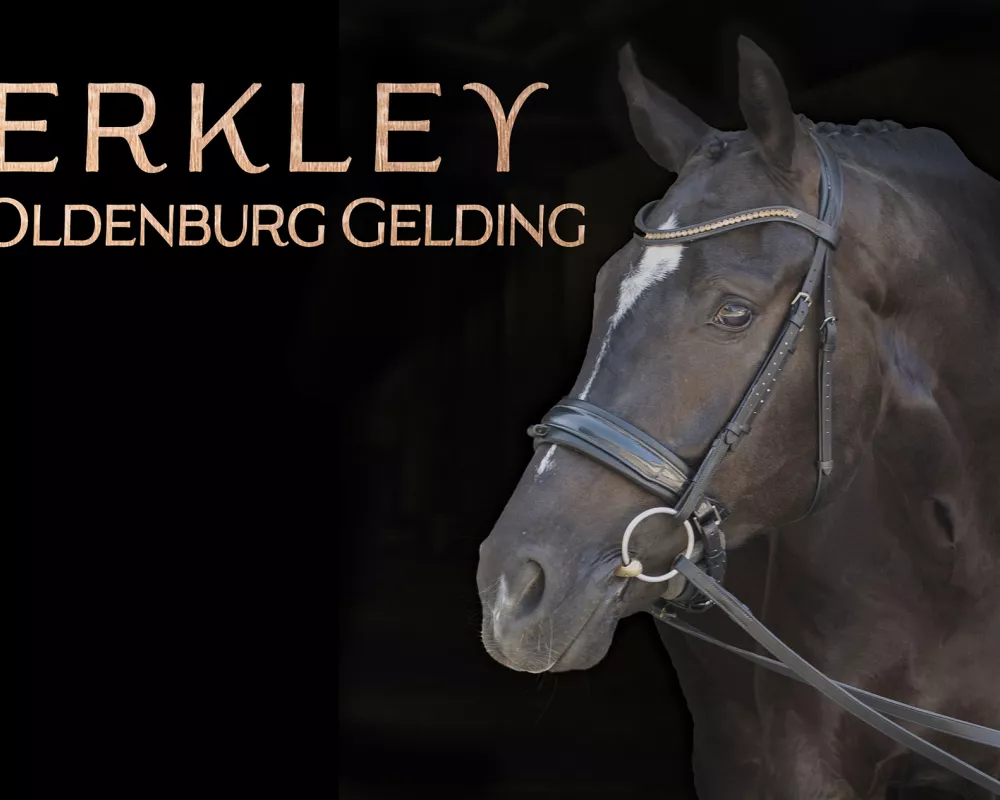 Berkley. 2017 WB Gelding with Outstanding Temperament, Talent and Competition Experience!