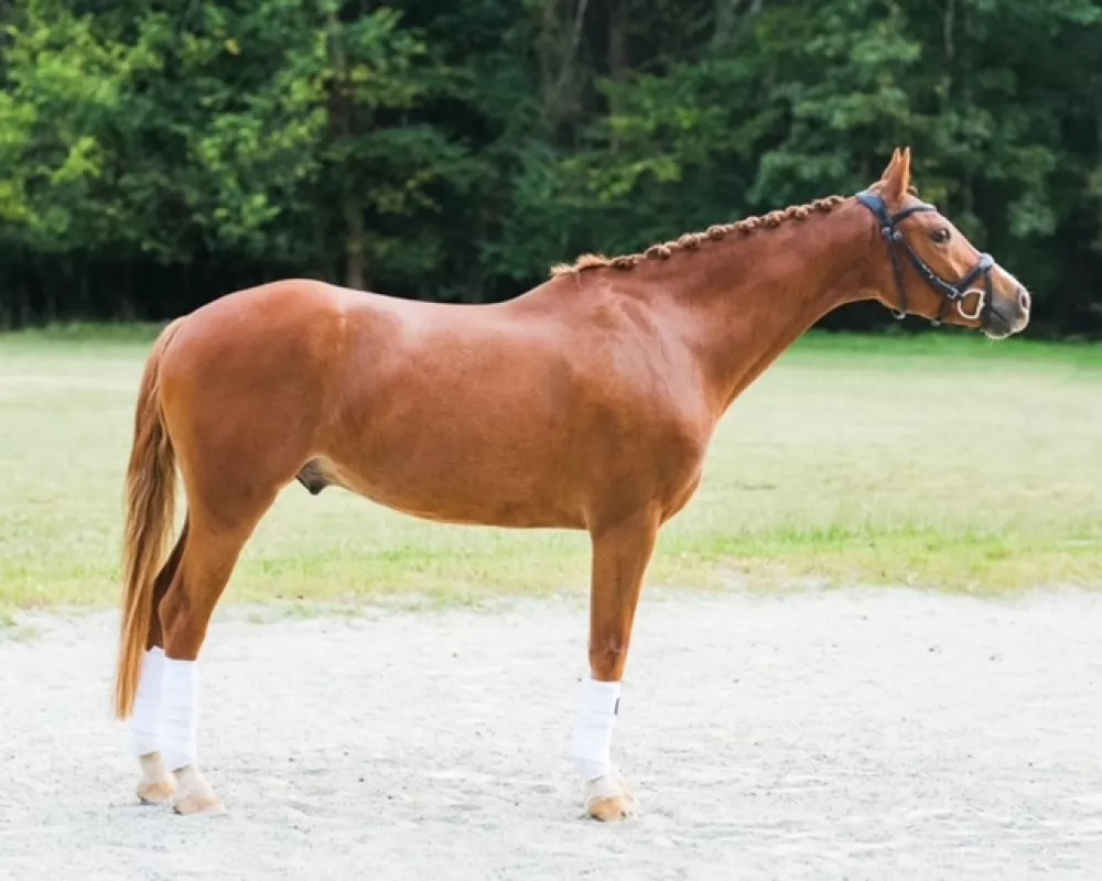 German Riding Pony for sale FEI dressage