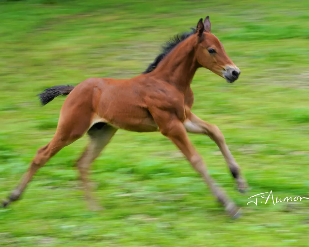 Quality Irish Draught Sport Horse Colt out of Class 1 Registered Irish Draught Mare