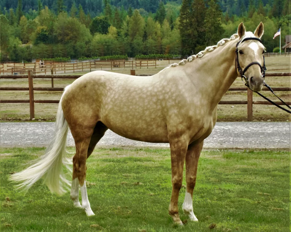 Palomino mare standing outside