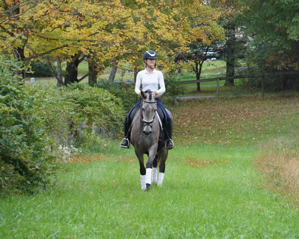 Gray mare walking in field with fall colors