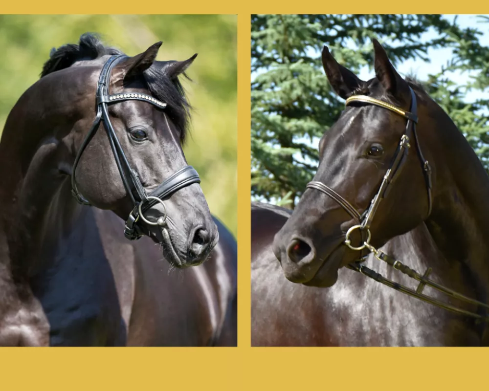 head shots of sire and dam