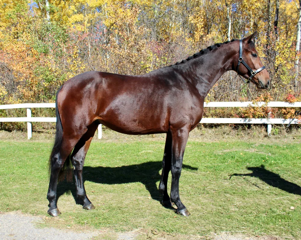Dressage Horse, Royal Pedigree, Approved Stallion
