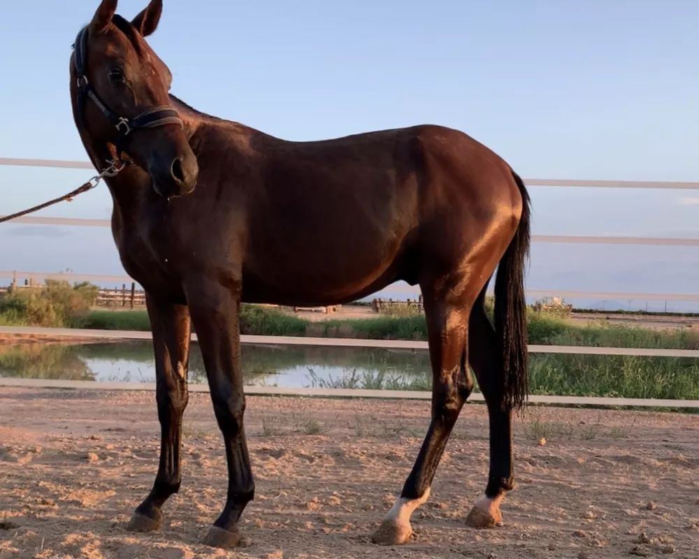 2020 Lord Leatherdale Colt