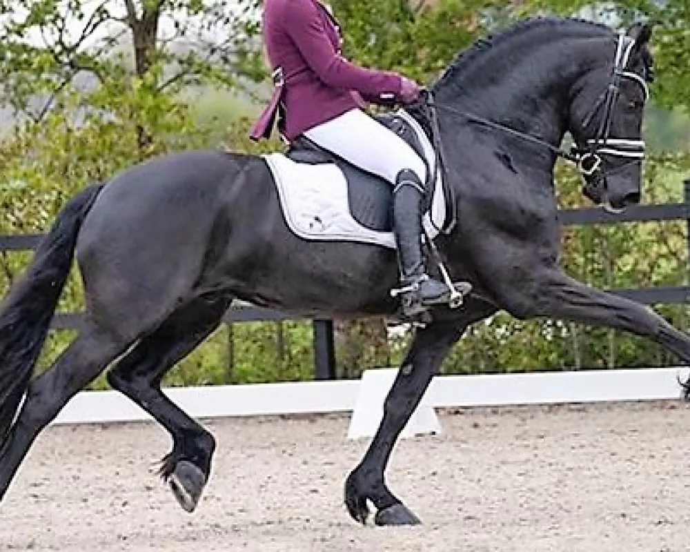 ster friesian for sale will