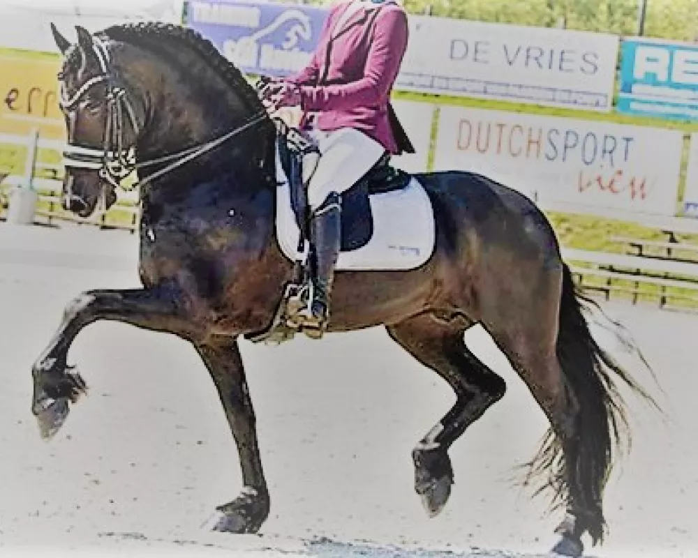 uphill conformation friesian