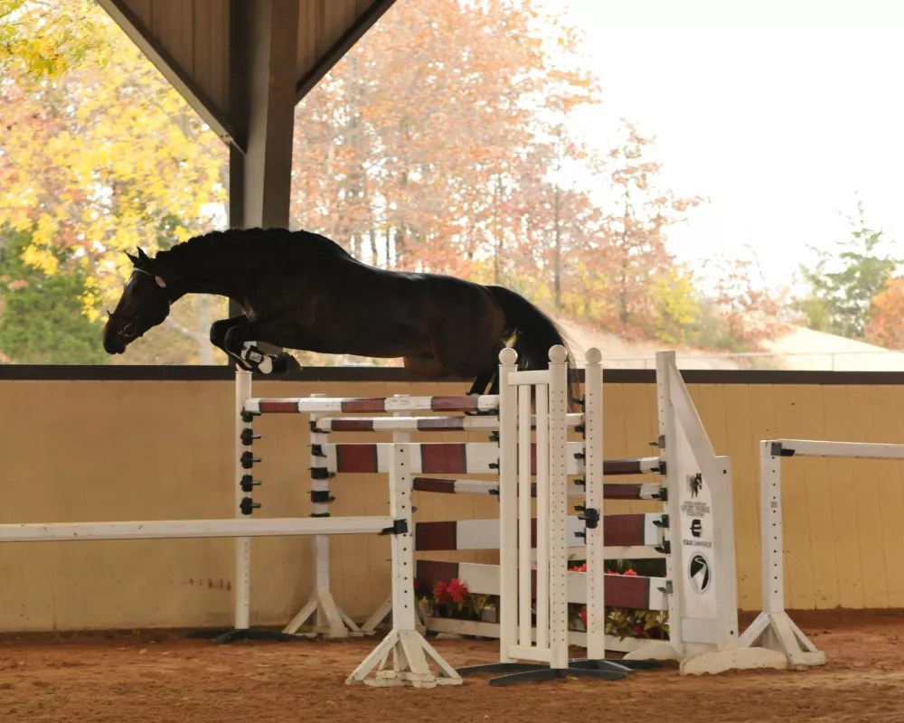 Sire Free Jumping - Contratto (HOL) Contendro/Lord/Caletto II