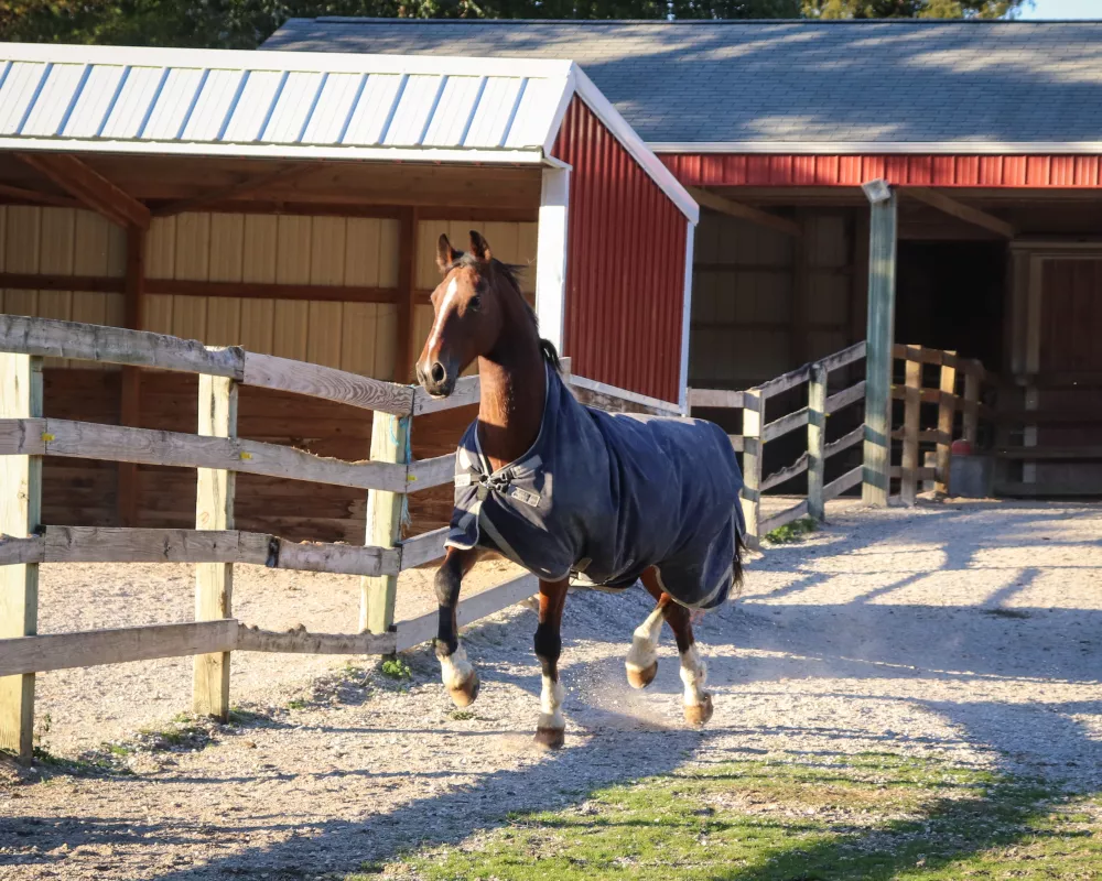 Picture of horse Hairy Styles