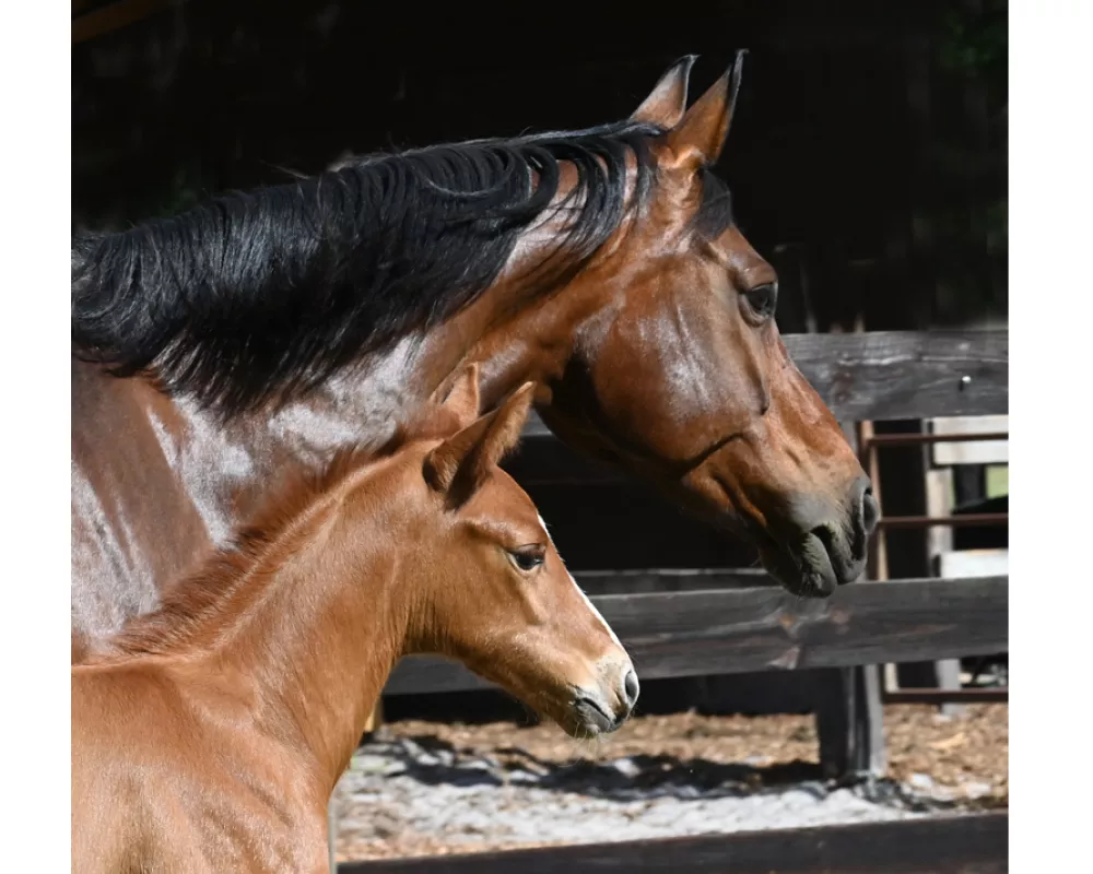 Wilhelmina Q and her new colt