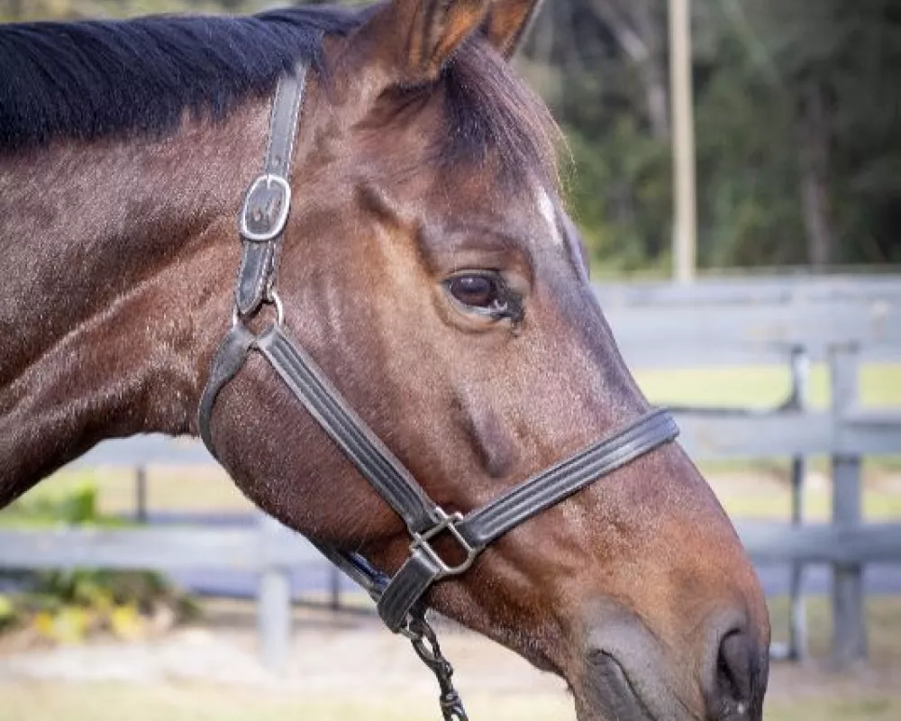 Wilhelmina Q Profile