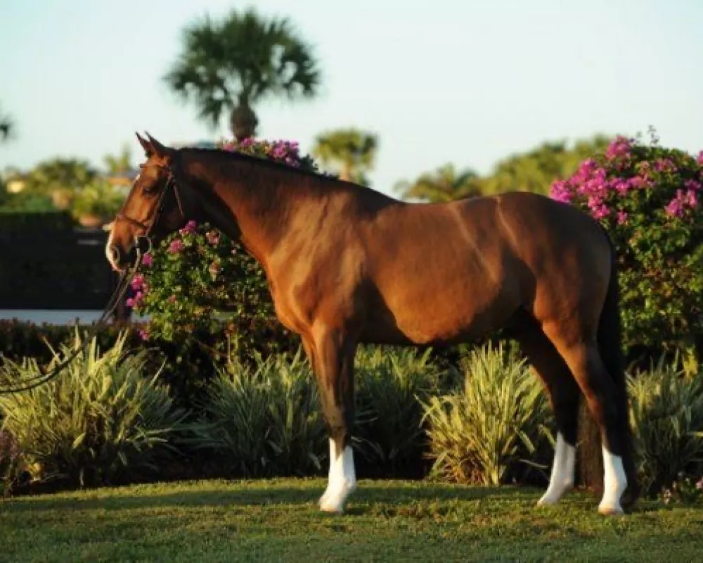 HH Himself (sire)