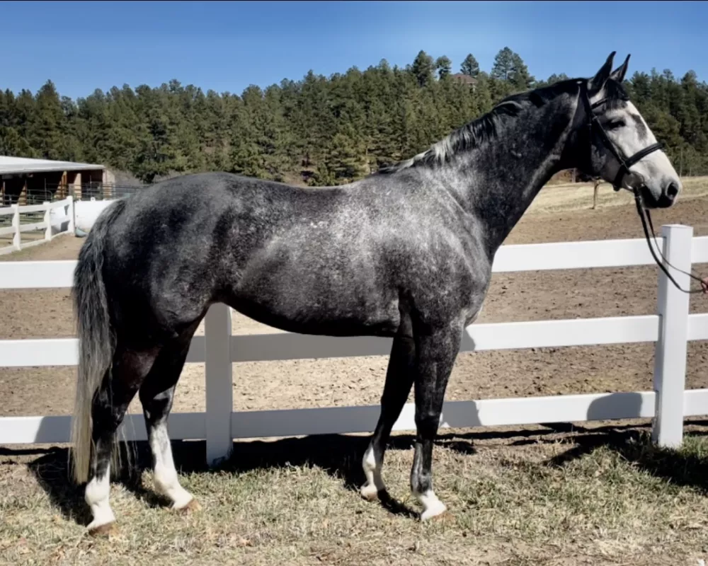 Haiku - 2015 Holsteiner mare by Dolany/Donnerhall out of a Riverman mare