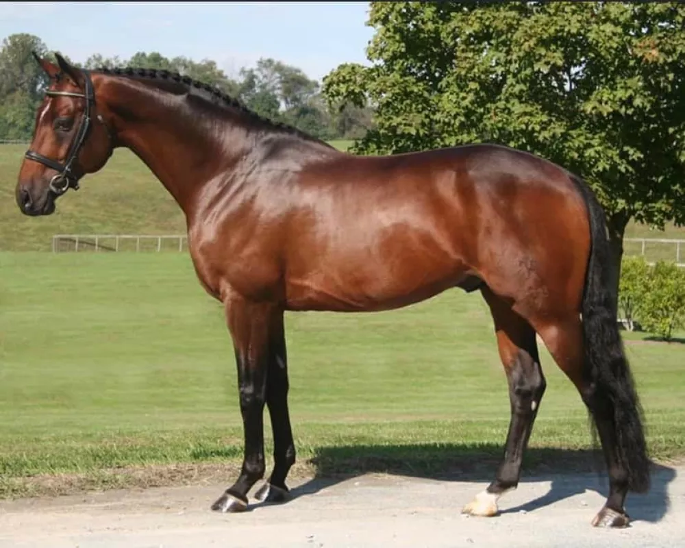 Grandsire - Royal Prince