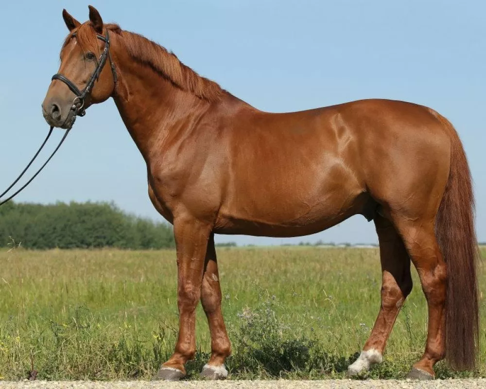 Thunders Sire. Imported Holsteiner