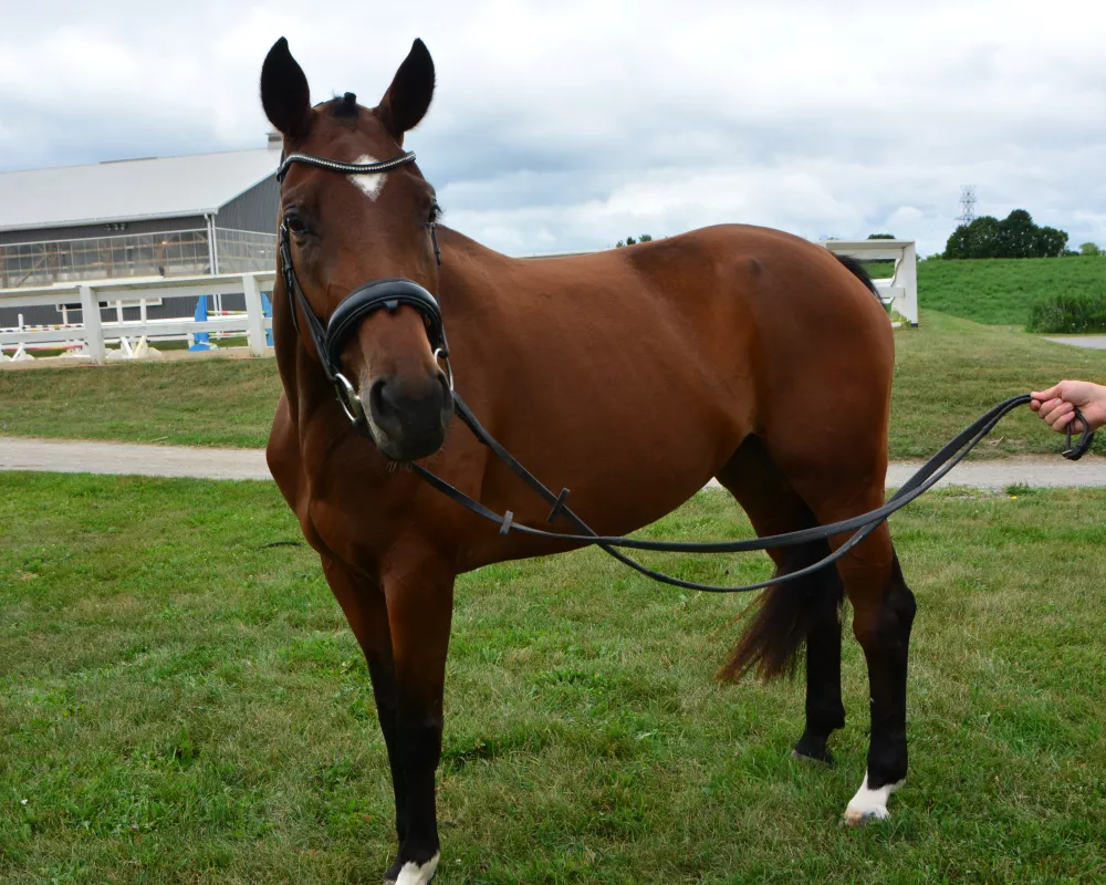 Hollywood Harlow JEM, 5 year old, Fabulous Hunter prospect. Sired by Harvard