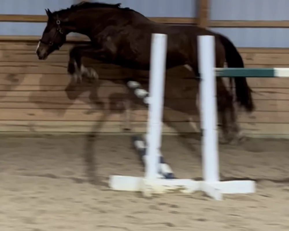 Willow Free jumping