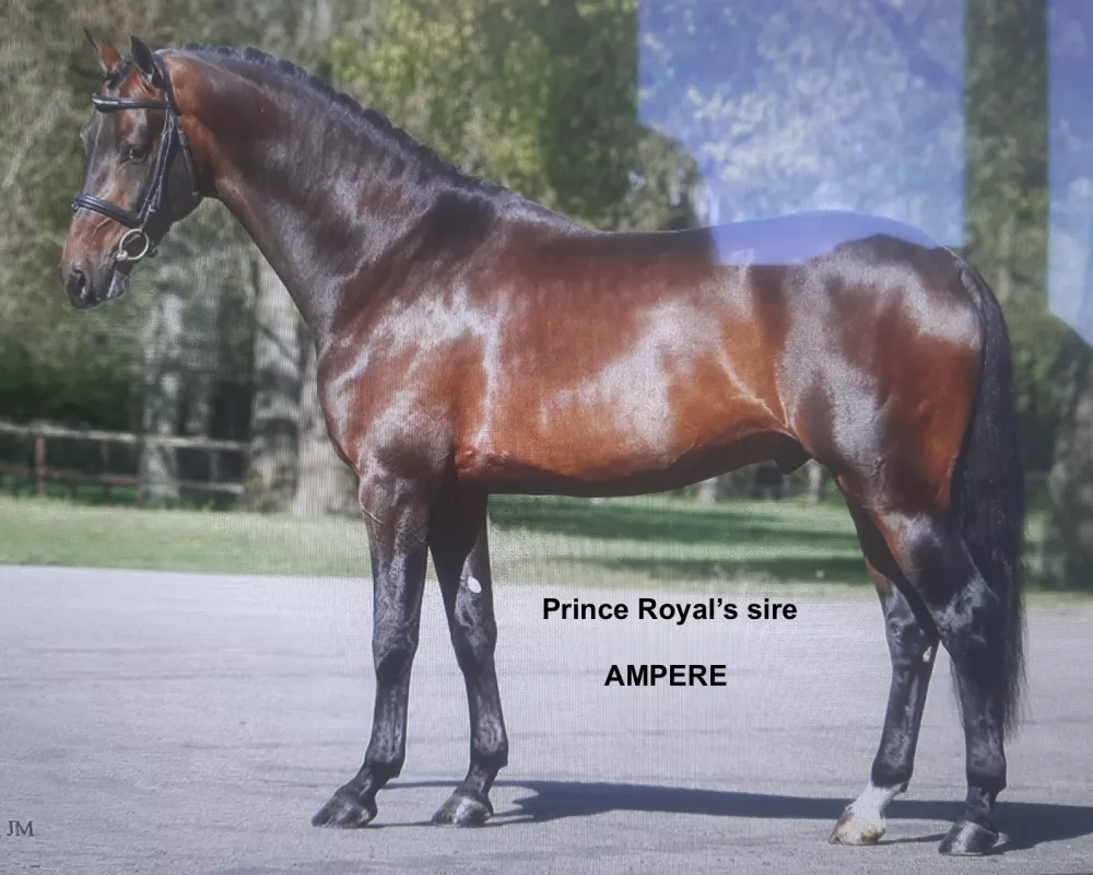 Ampere - Sire of Prince Regulus