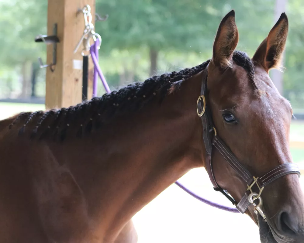 headshot in crossties