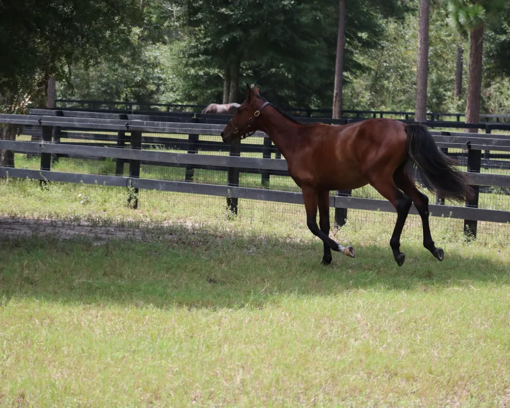 Cantering away