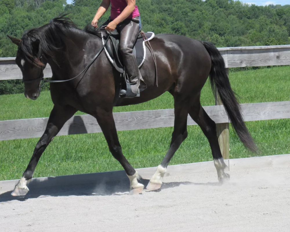 Absolutely gorgeous young DHH prospect with an incredible personality. Potential to go in any direction and perfectly suited for AA or Junior riders. 