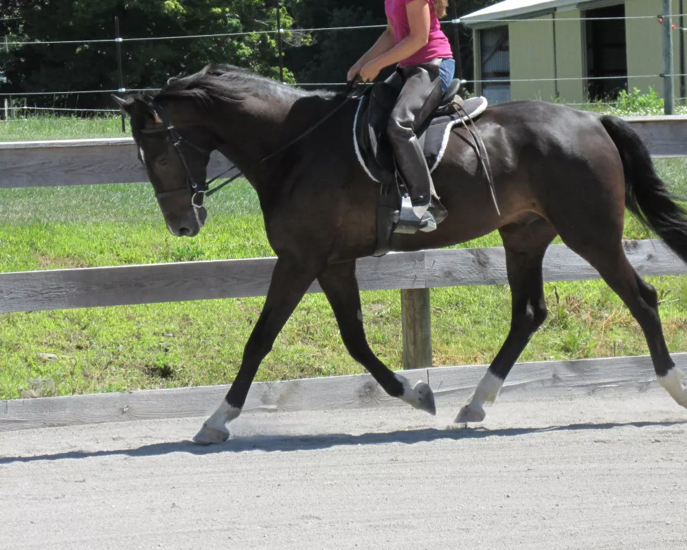 Absolutely gorgeous young DHH prospect with an incredible personality. Potential to go in any direction and perfectly suited for AA or Junior riders. 