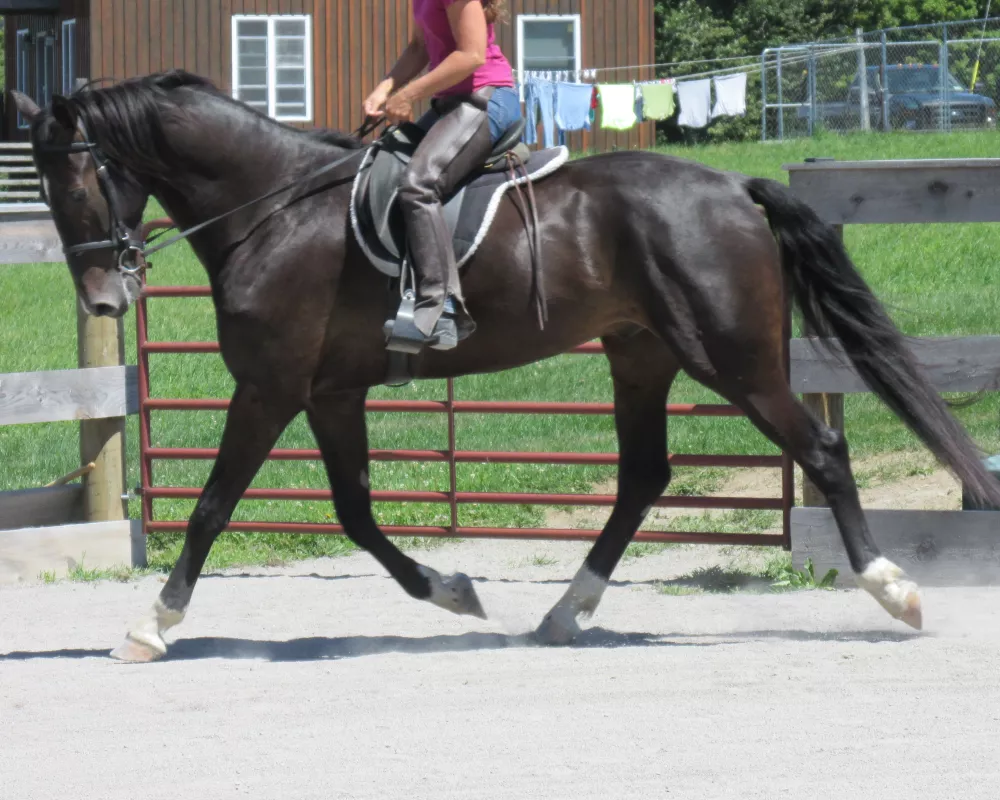 Absolutely gorgeous young DHH prospect with an incredible personality. Potential to go in any direction and perfectly suited for AA or Junior riders. 