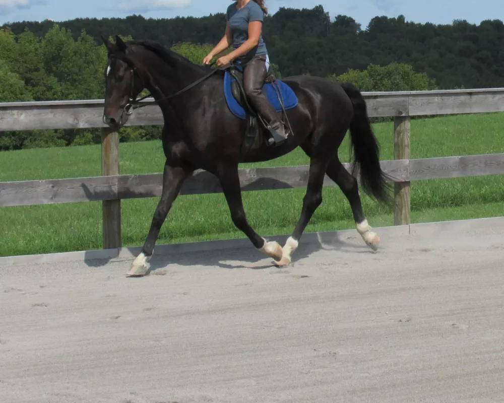 Absolutely gorgeous young DHH prospect with an incredible personality. Potential to go in any direction and perfectly suited for AA or Junior riders. 