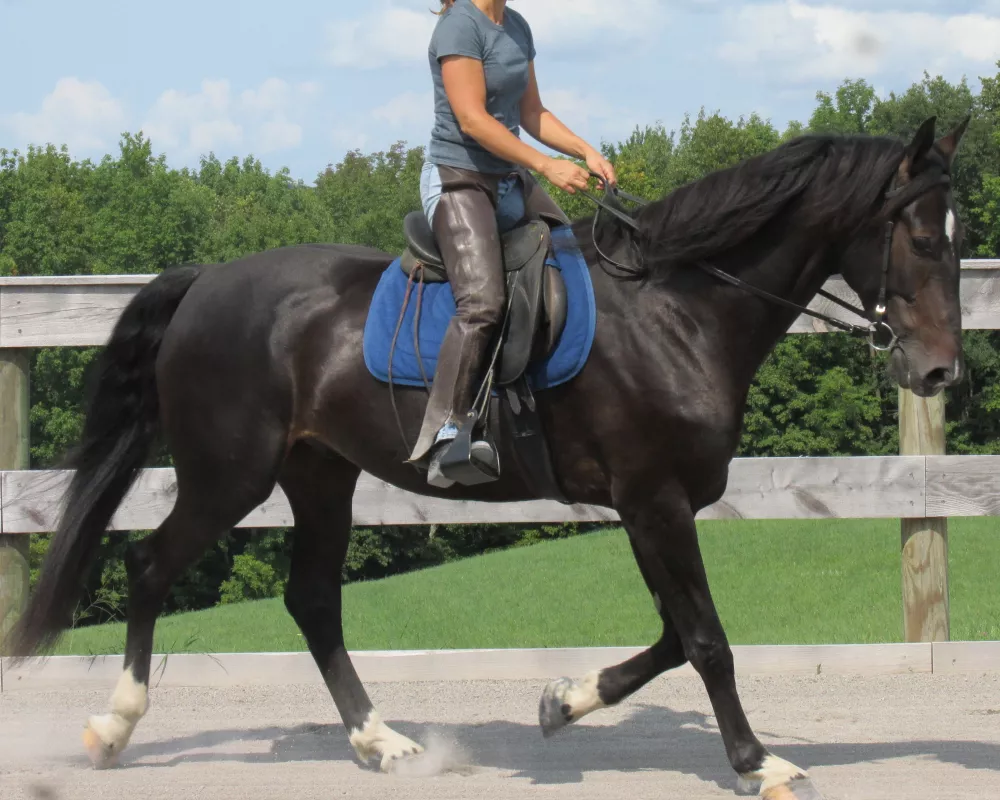 Absolutely gorgeous young DHH prospect with an incredible personality. Potential to go in any direction and perfectly suited for AA or Junior riders. 