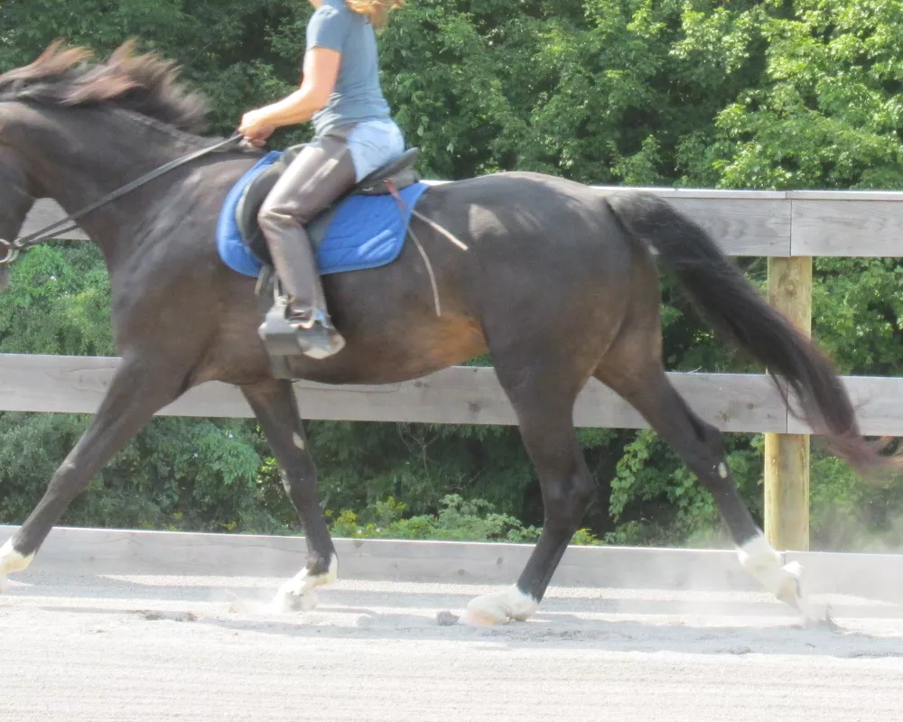 Absolutely gorgeous young DHH prospect with an incredible personality. Potential to go in any direction and perfectly suited for AA or Junior riders. 