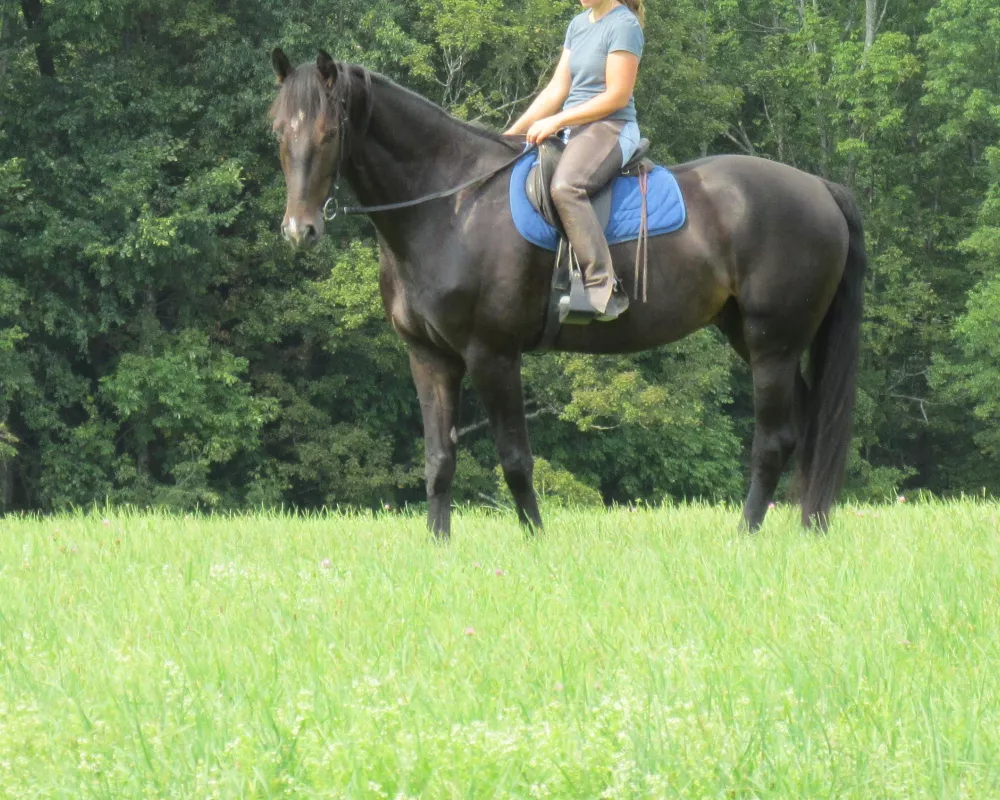 Absolutely gorgeous young DHH prospect with an incredible personality. Potential to go in any direction and perfectly suited for AA or Junior riders. 