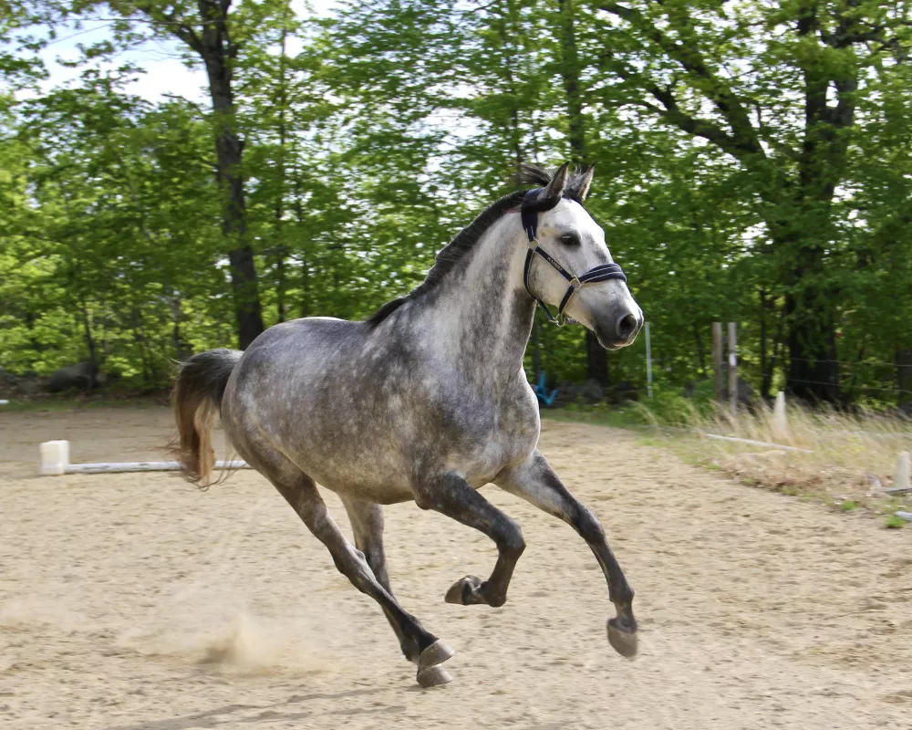 2018 Gray Lusitano Gelding cantering in an area