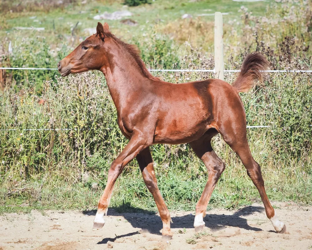 Filly by Blue Hors Monte Carlo / Governor/Sandro Hit