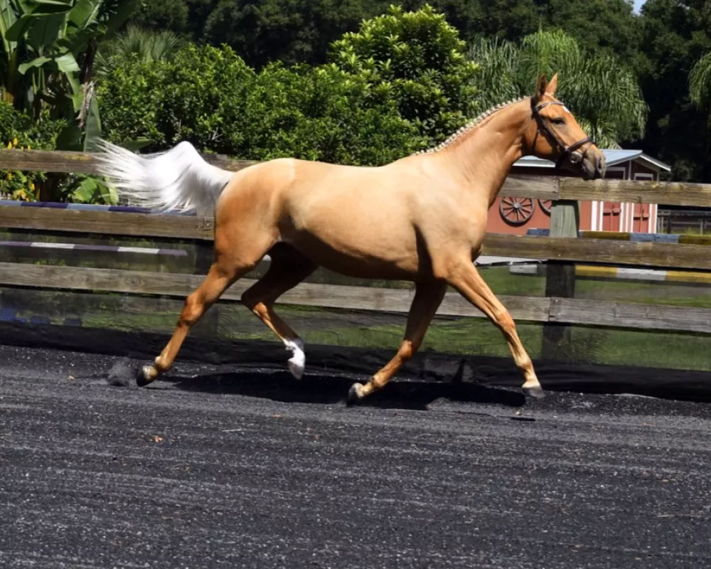 Engaged ground covering trot