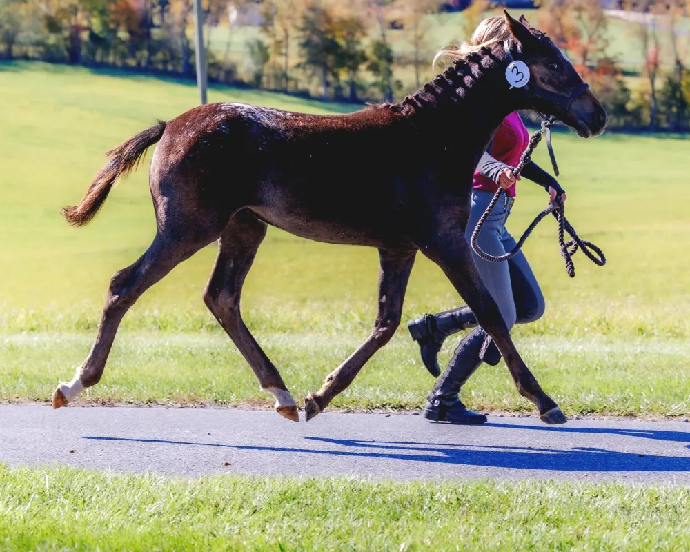 KNN In-hand Hard Surface trot (pictured @ 5 months)