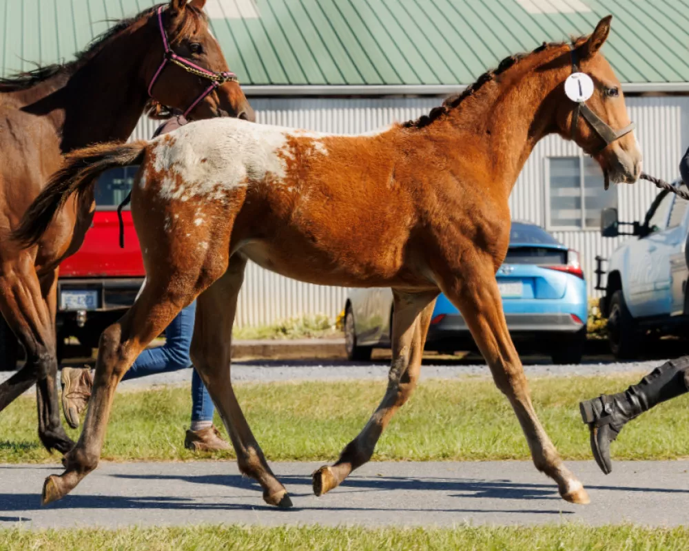 Trot in-hand at KNN Grading (pictured @ 5 months)