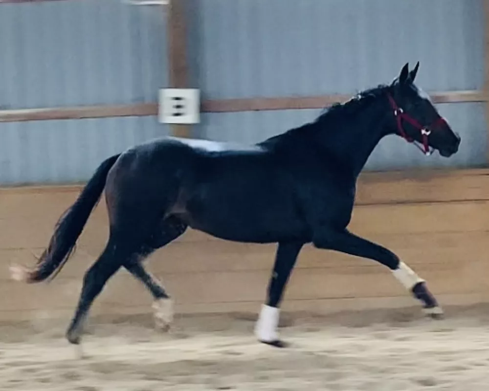 4 yr old Black Filly by For Romance