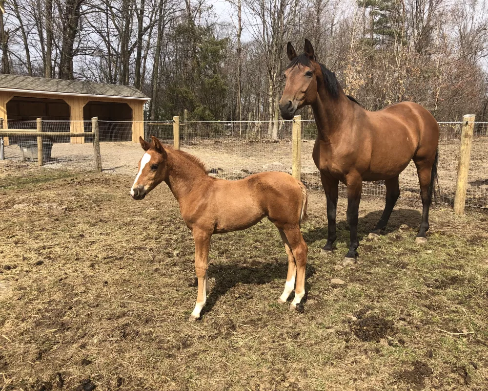 Lilyana and her 2021 filly by Dark Pleasure