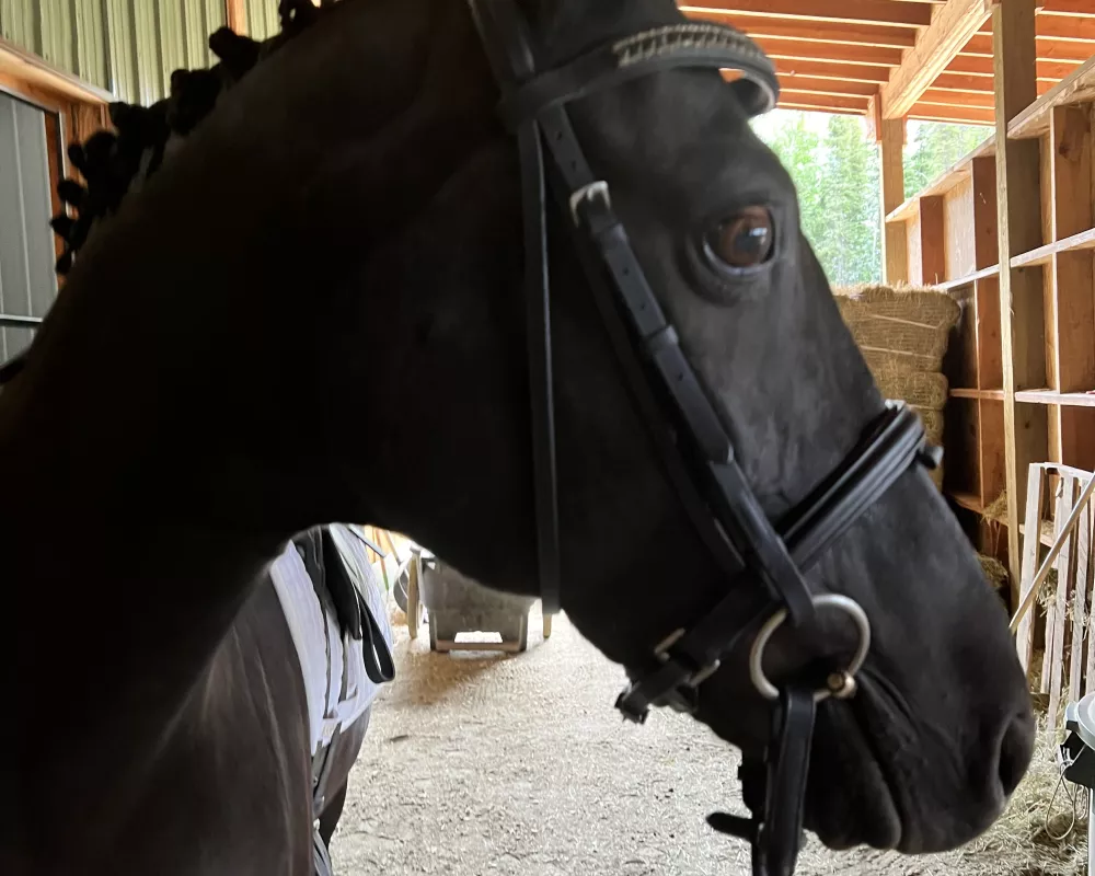 Prinz 6 braided for a schooling show