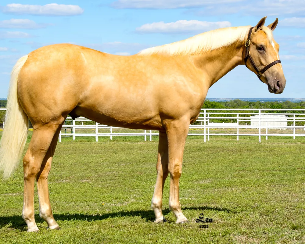 Stunning Irish Draught Sport Horse Palomino stallion with all the chrome-your next event, dressage or jump partner!