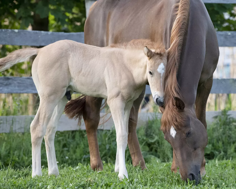 Delphine DN with Griswold (born 2020)