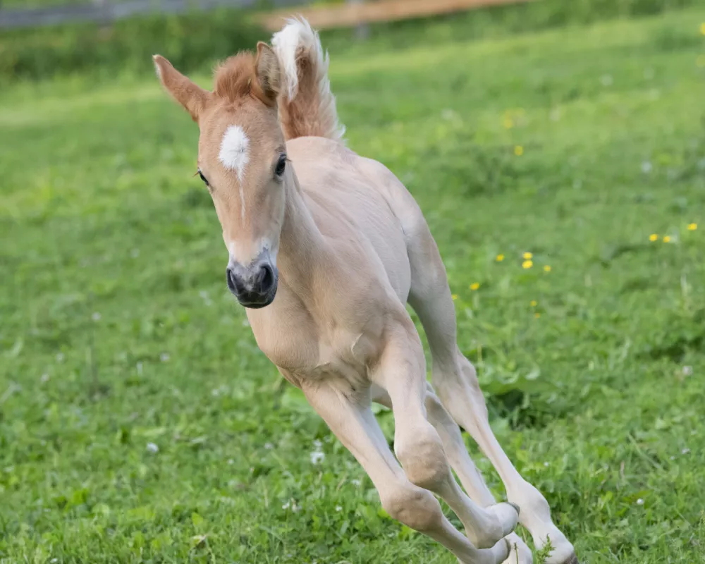 Griswold as a foal
