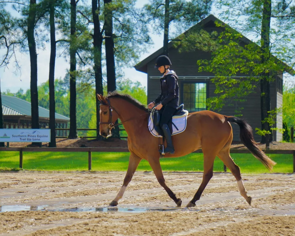 Bay Gelding Schooling