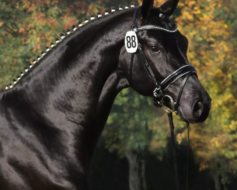 Finest- sire of Fairest One