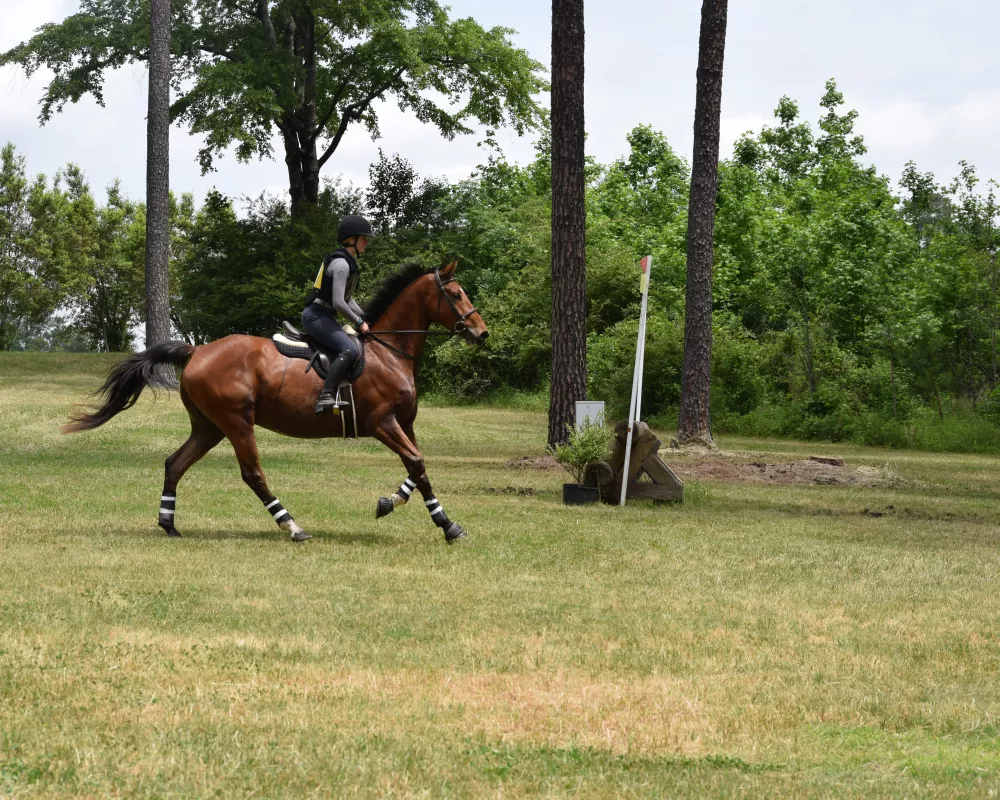 Bay Gelding XC