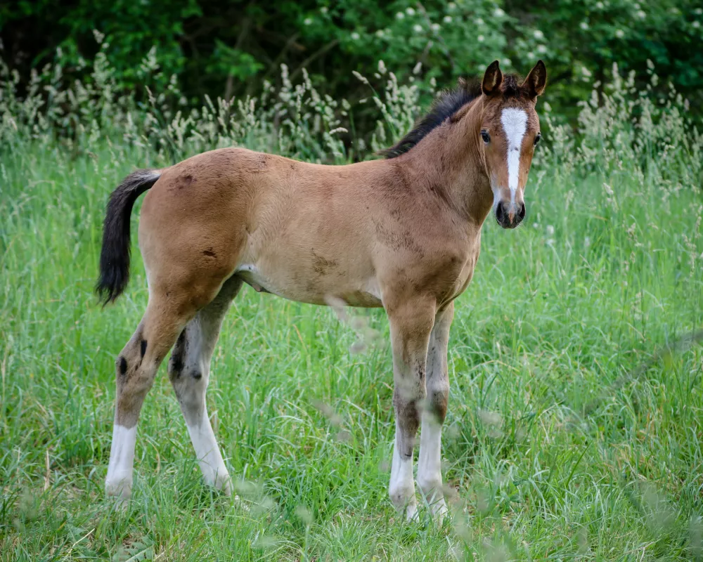 Oryead Filly 2023